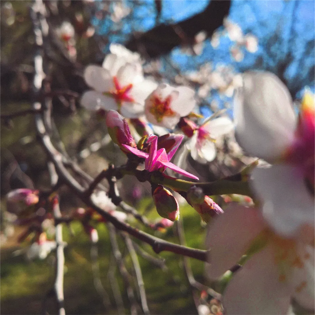 Parque Quinta de los Molinos - Madrid. España